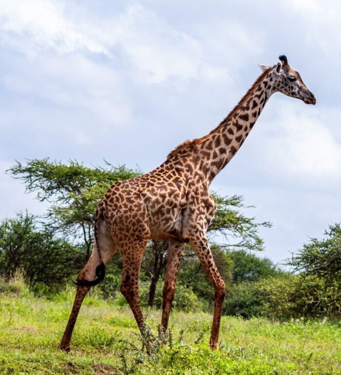 South Africa Kenya With Victoria Falls - Image 3