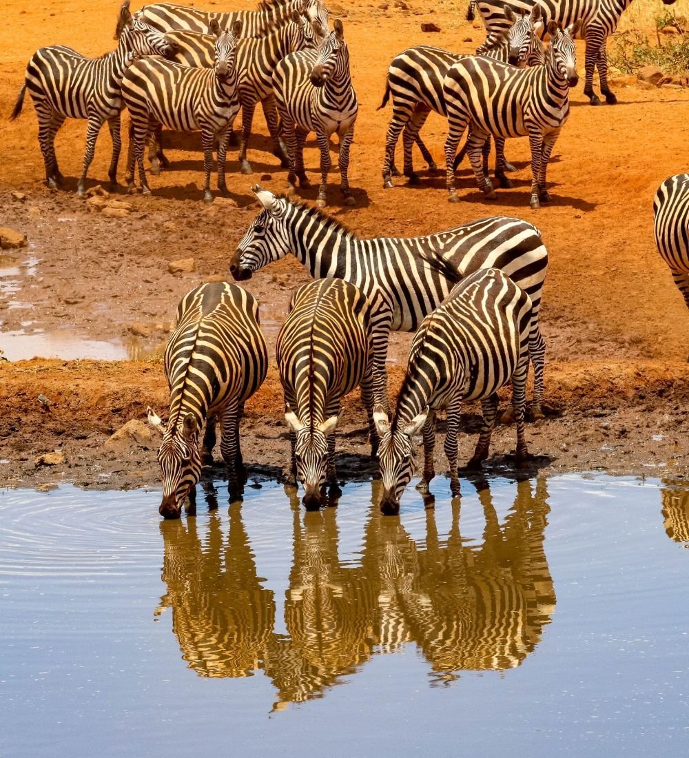 2-6.jpg South Africa Kenya With Victoria Falls - Image 4
